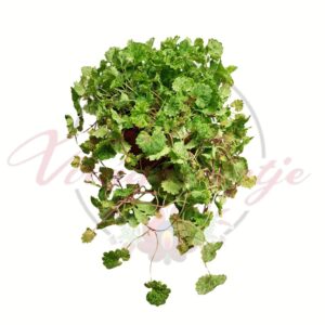 Tarka repkény fiatal növény cserépben, Glechoma hederacea Variegata