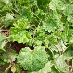 Tarka repkény levelek közelről, Glechoma hederacea Variegata