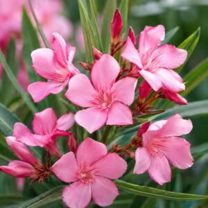 Rózsaszín virágú leander közeli makrófotója – Nerium oleander virágzásban