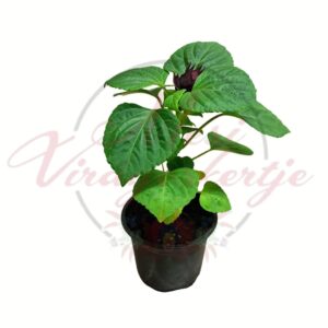 Lila paprikavirág Salvia splendens cserepes növény virágzás előtt