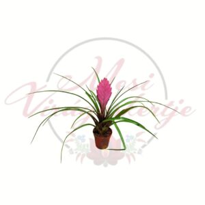 Rózsaszín szakállbromélia – Tillandsia cyanea virágzó bromélia fehér háttéren