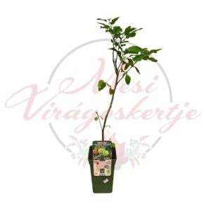 BIO szelídgesztenye – Castanea sativa fiatal gyümölcsfa cserépben