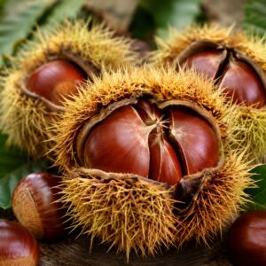 BIO szelídgesztenye termése közelről – Castanea sativa tüskés burkokkal és fényes barna gesztenyékkel