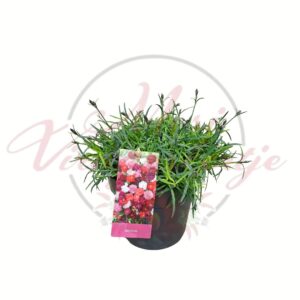 Színes kerti szegfű mix – Dianthus plumarius válogatás cserépben