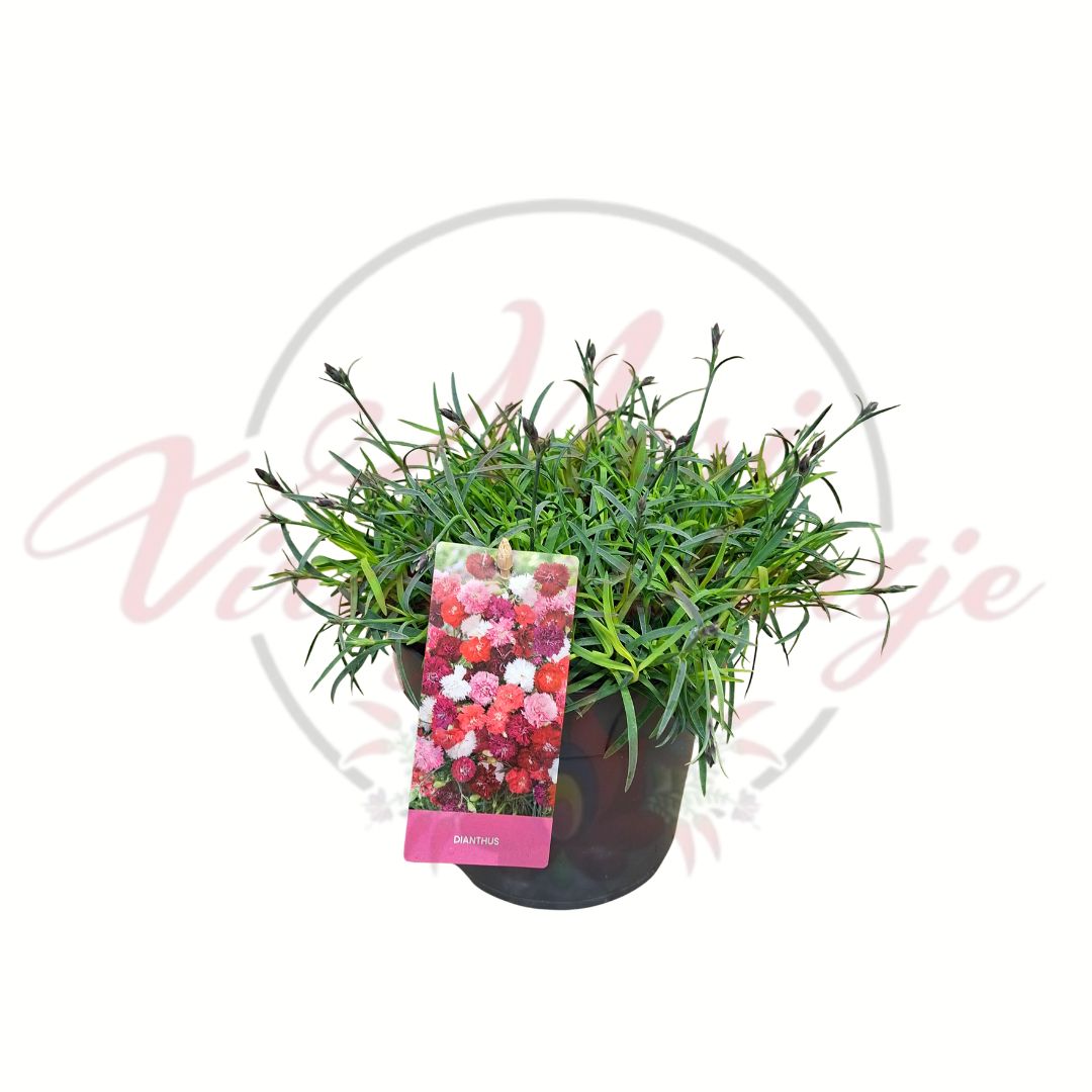 Színes kerti szegfű mix – Dianthus plumarius válogatás cserépben