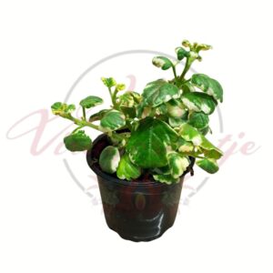 Szúnyogűző növény Plectranthus coleoides Variegata cserepes növény
