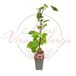 Tarka levelű mini kiwi – Actinidia kolomikta futónövény cserépben