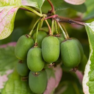 Tarka levelű mini kiwi termése közelről – Actinidia kolomikta zöld mini kivikkel és rózsaszínes-fehér levelekkel