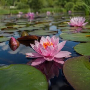 Rózsaszín tavirózsa virágzó Nymphaea kerti tóban