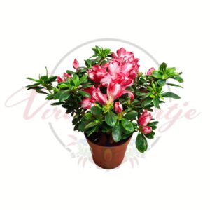 Teltvirágú japán azálea virágzó cserépben – Azalea japonica