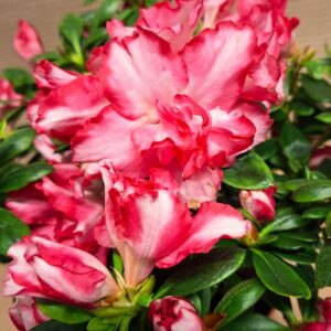 Teltvirágú japán azálea rózsaszín-fehér virágai közelről – Azalea japonica