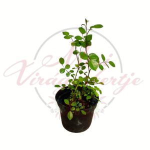Törpe rózsa – Rosa ‘The Fairy’ mini bokorrózsa cserépben