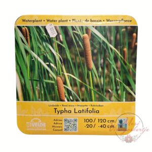 Typha latifolia nagytermetű nádasszerű gyékény kerti tó mellett