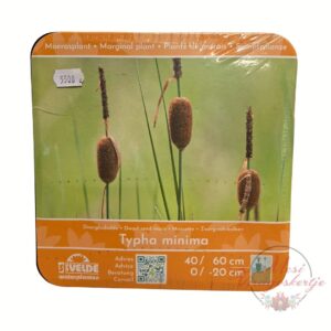 Typha minima törpe gyékény vízparti növény kerti tóhoz