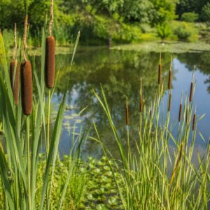 Typha latifolia és Typha minima gyékények kerti tó partján