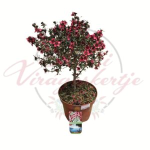 Rózsaszín virágú manukacserje – Leptospermum scoparium cserepes növény fehér háttéren