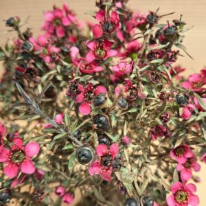 Leptospermum scoparium rózsaszín virágai és termései közeli fotón