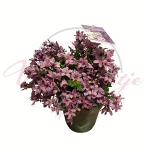 Világoslila kárpáti harangvirág Campanula carpatica cserepes évelő növény