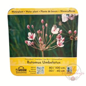 Virágkáka Butomus umbellatus rózsaszín virágú vízparti növény