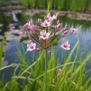 Virágzó Butomus umbellatus vízparti növény tóparti környezetben