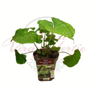 Wasabi – Eutrema japonicum ‘Daruma’ BIO japán fűszernövény cserépben