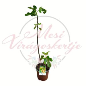 Zöld termésű füge növény cserépben – Ficus carica ‘Mary Lane’