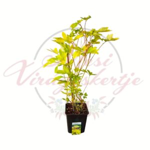 Aranylombú szívvirág, Dicentra Yellow Leaf évelő növény aranysárga lombbal cserépben
