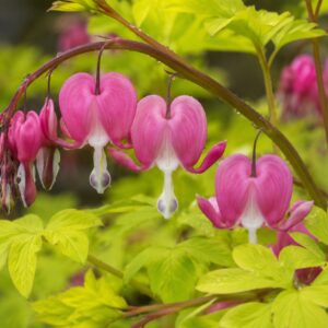 Aranylombú szívvirág (Dicentra 'Yellow Leaf') rózsaszín szív alakú virágai közeli fotón, sárgászöld lomb között