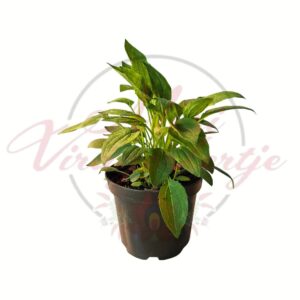 Bíbor kasvirág Echinacea purpurea cserepes évelő növény