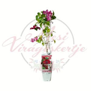 Bordó virágú törpe klemátisz, Clematis 'Compact Easy Red' futónövény támasztékon