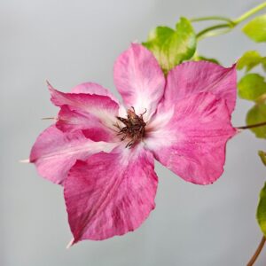 Bordó virágú törpe klemátisz virága közelről, Clematis 'Compact Easy Red'
