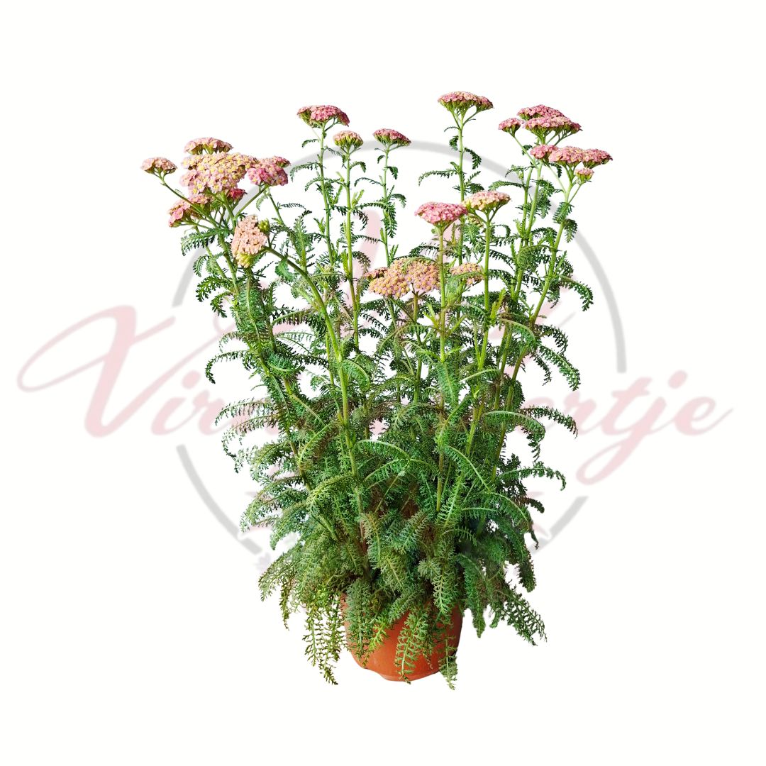 Évelő cickafark Achillea millefolium rózsaszín virágú változat