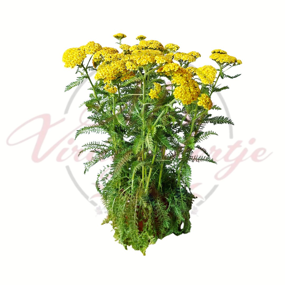 Évelő cickafark Achillea millefolium sárga virágú változat