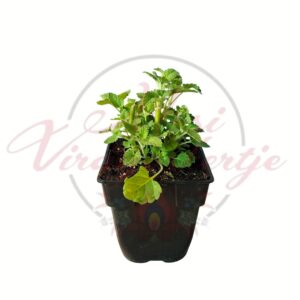 Citromillatú macskamenta Nepeta cataria Citriodora aromás gyógynövény
