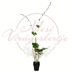 Csészerojt (Tellima grandiflora) virágzó évelő növény hosszú, légies virágszárakkal és dekoratív zöld lombbal