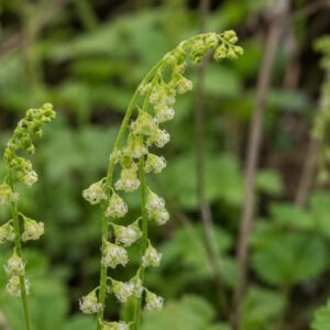Csészerojt (Tellima grandiflora) rojtos szélű, zöldessárga virágai közeli fotón természetes kerti környezetben