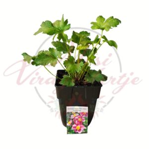 Élénkrózsaszín szellőrózsa, Anemone hybrida Pink Glows évelő növény cserépben