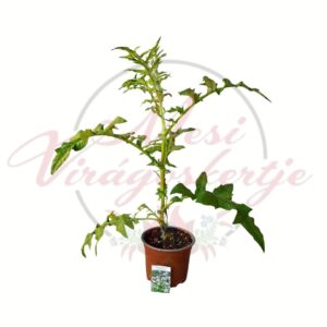 Ezüstös szamárkenyér, Echinops ritro Star Frost évelő dísznövény cserépben