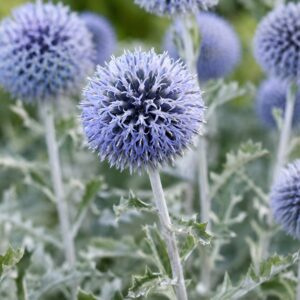 Ezüstös szamárkenyér, Echinops ritro Star Frost acélkék gömbvirágzata közeli felvételen