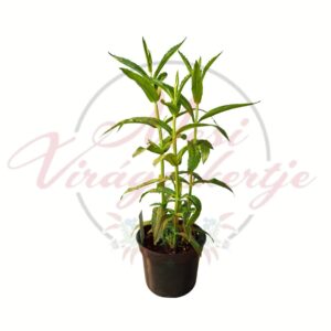 Évelő füzérajak Physostegia virginiana fehér változat cserepes növény