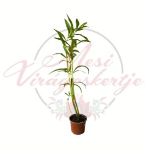 Évelő füzérajak Physostegia virginiana rózsaszín változat cserepes növény