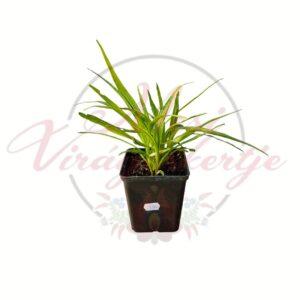 Füzéres díszcsorba, Liatris spicata 'Kobold' évelő dísznövény cserépben