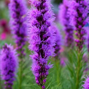 Füzéres díszcsorba lila virágzata közelről, Liatris spicata 'Kobold'