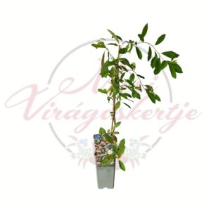 Gyöngycserje Exochorda racemosa Blushing Pearl cserepes díszcserje