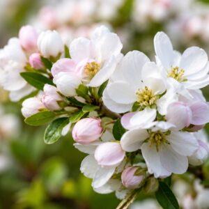 Gyöngycserje Exochorda racemosa Blushing Pearl virágai közeli felvételen