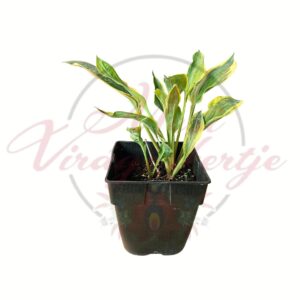 Aranyszegélyű árnyékliliom, Hosta 'Golden Tiara' sárga szegélyű zöld levelekkel cserépben