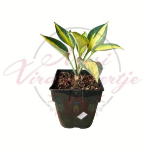 Árnyékliliom June, Hosta June tarka levelű cserepes évelő növény