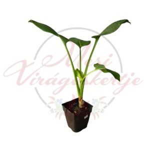 Mojito árnyékliliom (Hosta 'Mojito') zöld levelű árnyékkedvelő évelő növény cserépben