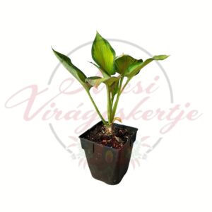 Sárga-zöld lombú árnyékliliom (Hosta 'Paul's Glory') tarka levelű évelő növény cserépben