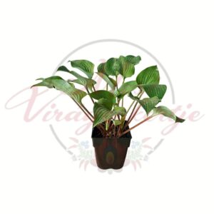Vörös szárú árnyékliliom (Hosta 'Red Cadet') bordós levélnyelű évelő dísznövény cserépben